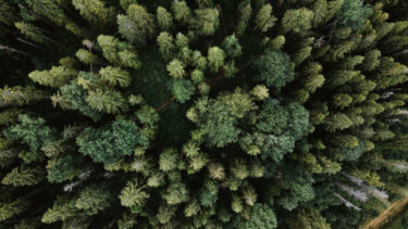 forest view from above