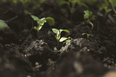 plant growing in soil